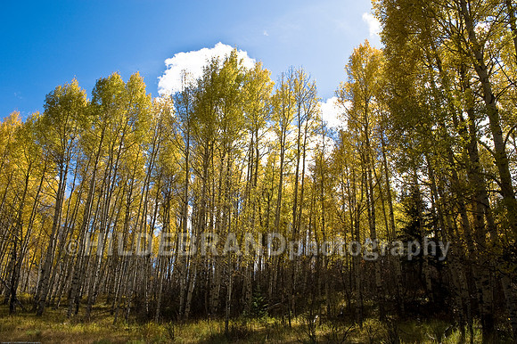 Aspen Grove