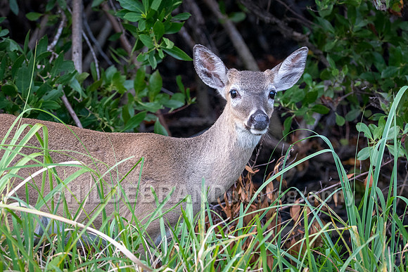 Key Deer