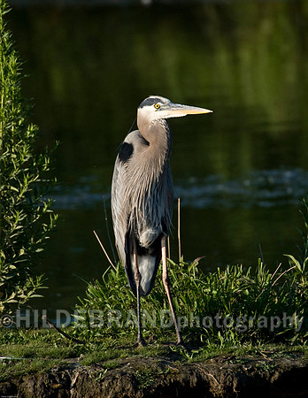 Great Blue Heron