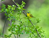 Wilson's Warbler