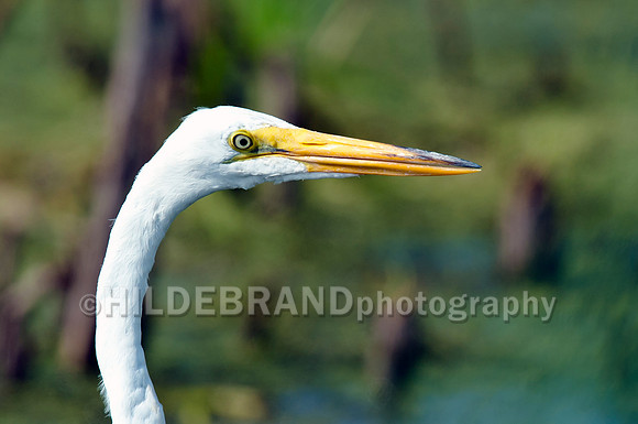 Great Egret