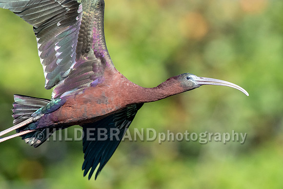 Glossy Ibis