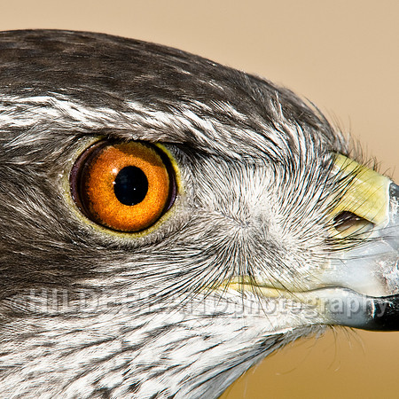Eye of the Hunter #1