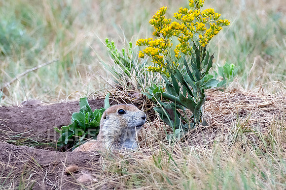 Prairie Dog