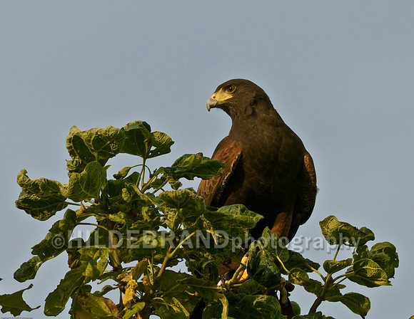 Harris's Hawk