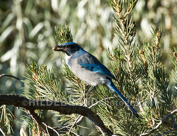 Western Scrub-Jay
