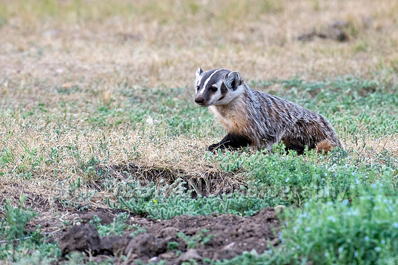 Badger