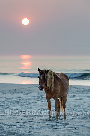 Chincoteague Pony