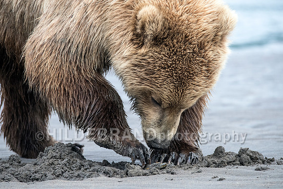 Digging for clams