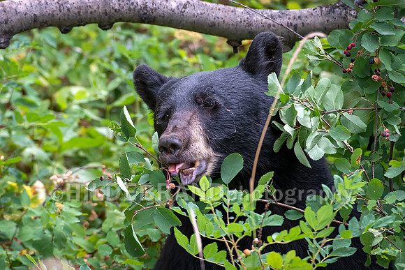 Black Bear