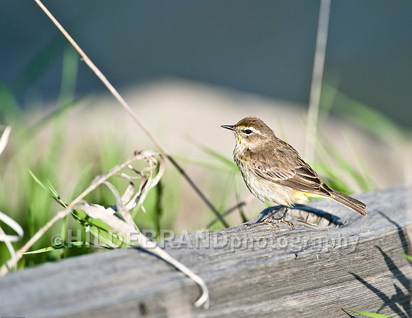 Savannah Sparrow