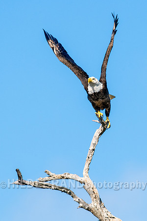 Bald Eagle