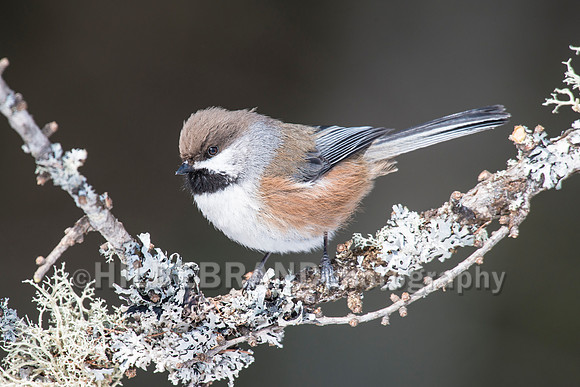 Boreal Chickadee