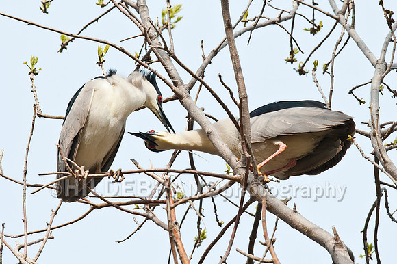 Nesting Black-crowned Night Herons