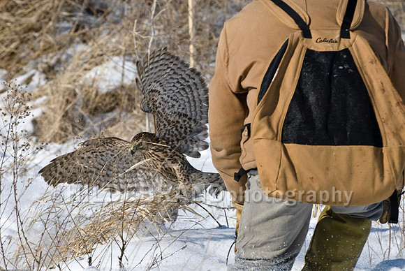 Goshawk and Falconer
