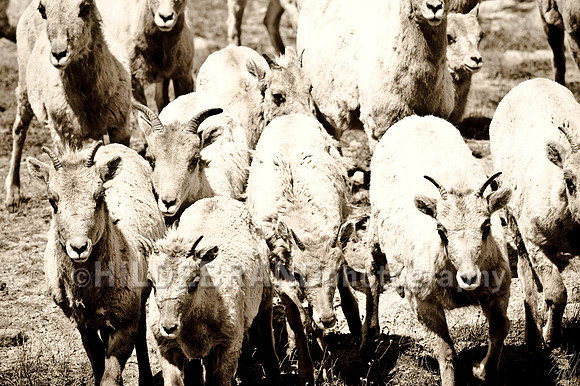 Rocky Mountain Bighorn Sheep