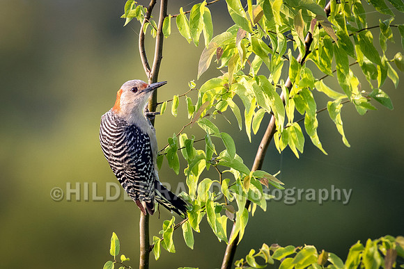 Red-bellied Woodpecker