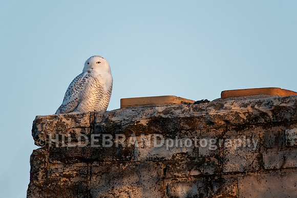 Snowy Owl