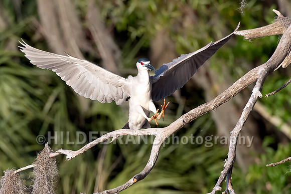 Black-crowned Night-Heron