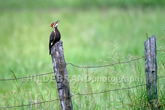 Pileated Woodpecker