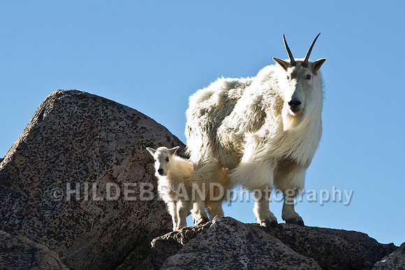 Mountain Goat
