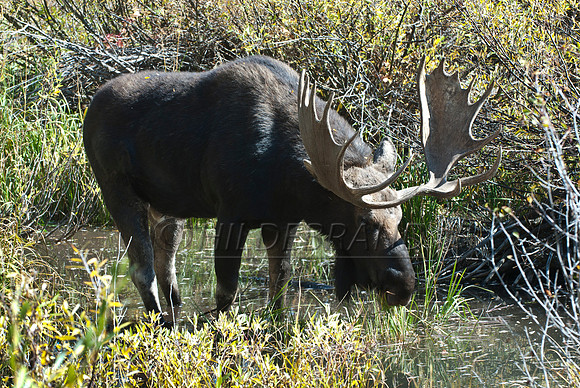 Bull Moose