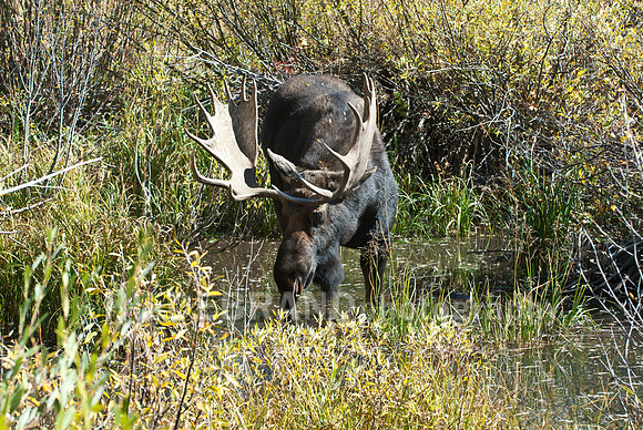 Bull Moose