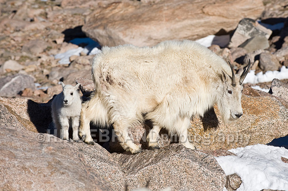 Mountain Goat