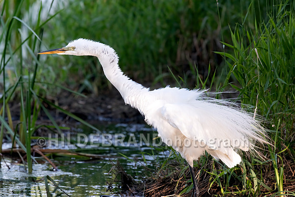 Great Egret