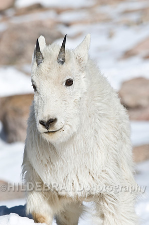 Mountain Goat