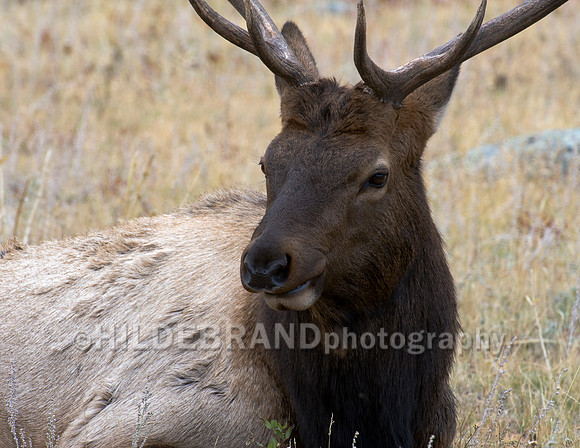 Bull Elk