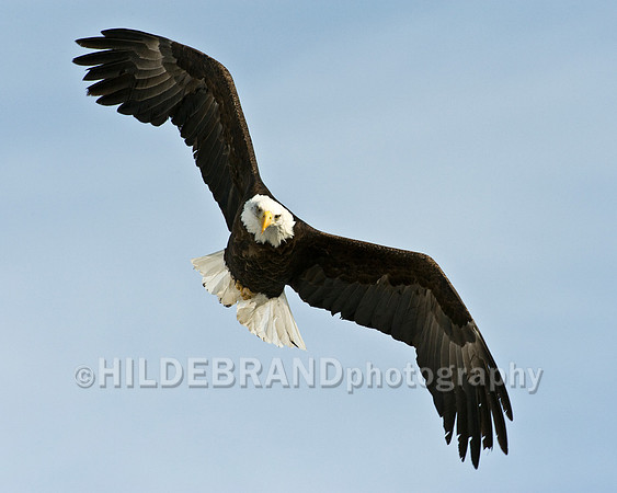 Bald Eagle