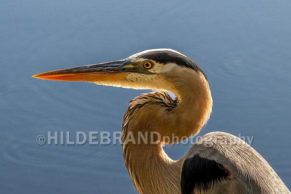 Backlit Great Blue Heron