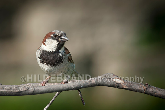 House Sparrow