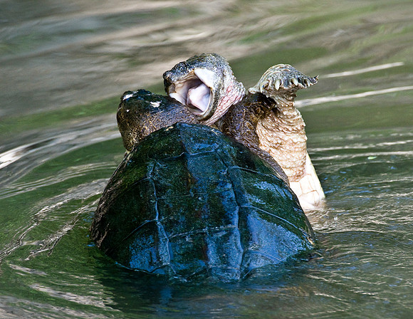 Snapping Turtle's Fighting