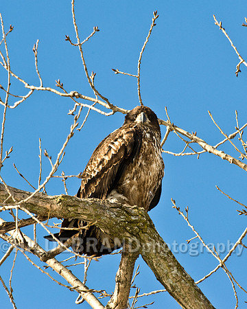 Bald Eagle - Immature