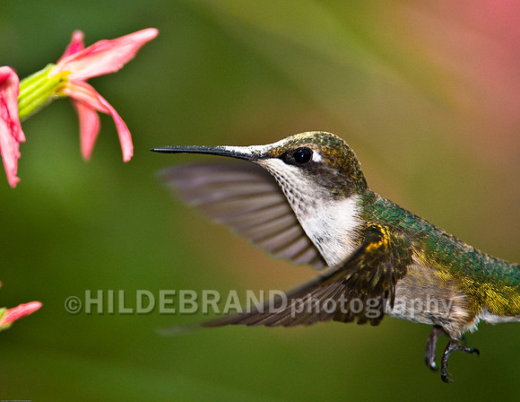 Ruby-Throated Hummingbird "Immature Male"
