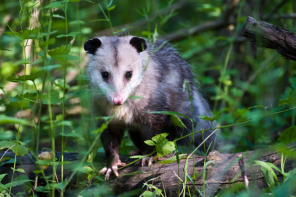 Opossum