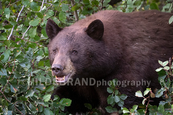 Black Bear