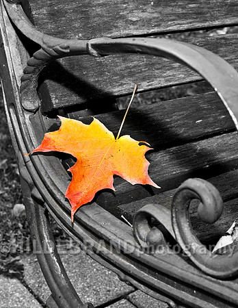 Leaf on Bench
