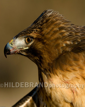 Red-Tail Hawk