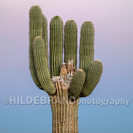 Great Horned Owl