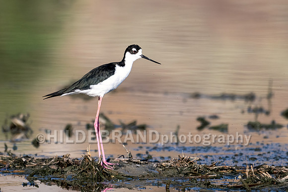 Black-necked Stilt