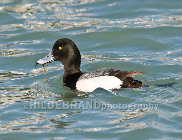 Grreater Scaup - Male
