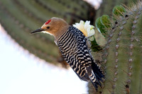 Gila Woodpecker