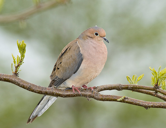 Mourning Dove