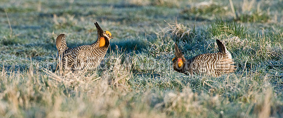Greater Prairie Chicken