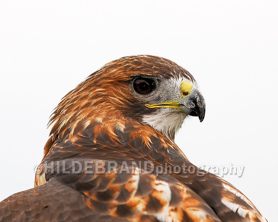 Red-Tail Hawk