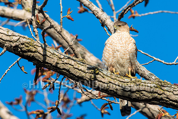 Coopers Hawk