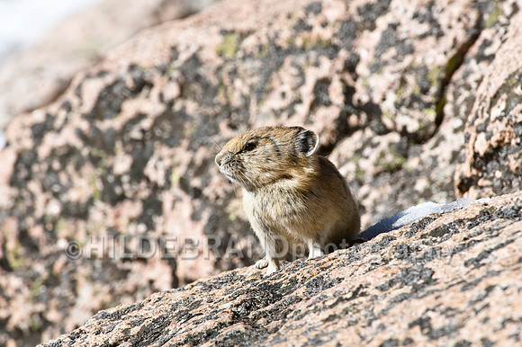 American Pika